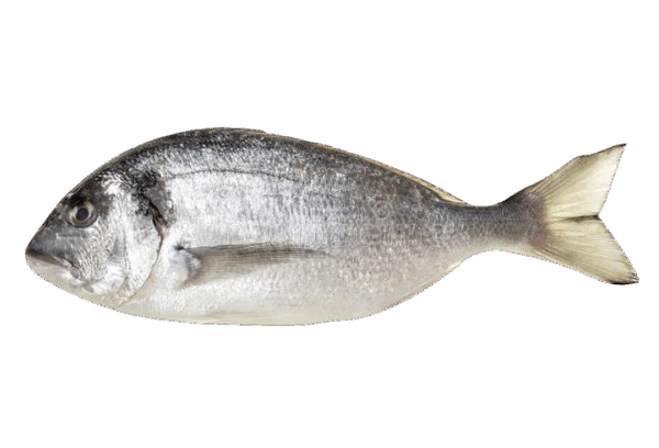 DORADE 500G