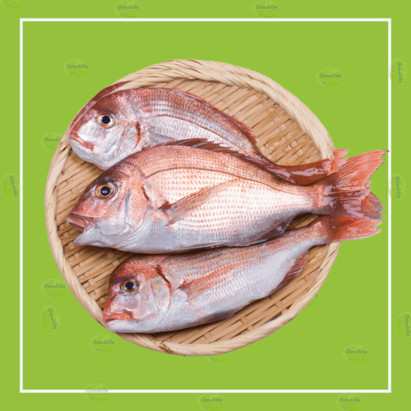 Dorade 500G