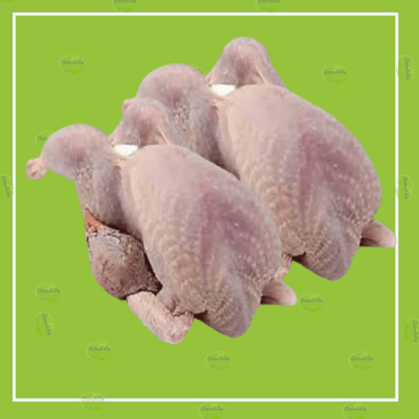 Paire de pigeon