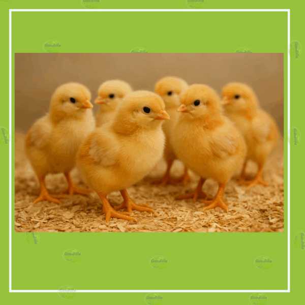 Carton 50 Poussins Rainbow